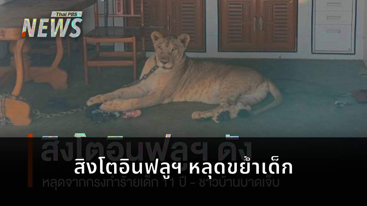 สิงโตอินฟลูฯ ดังหลุดกรง ขย้ำเด็ก 11 ขวบสาหัส